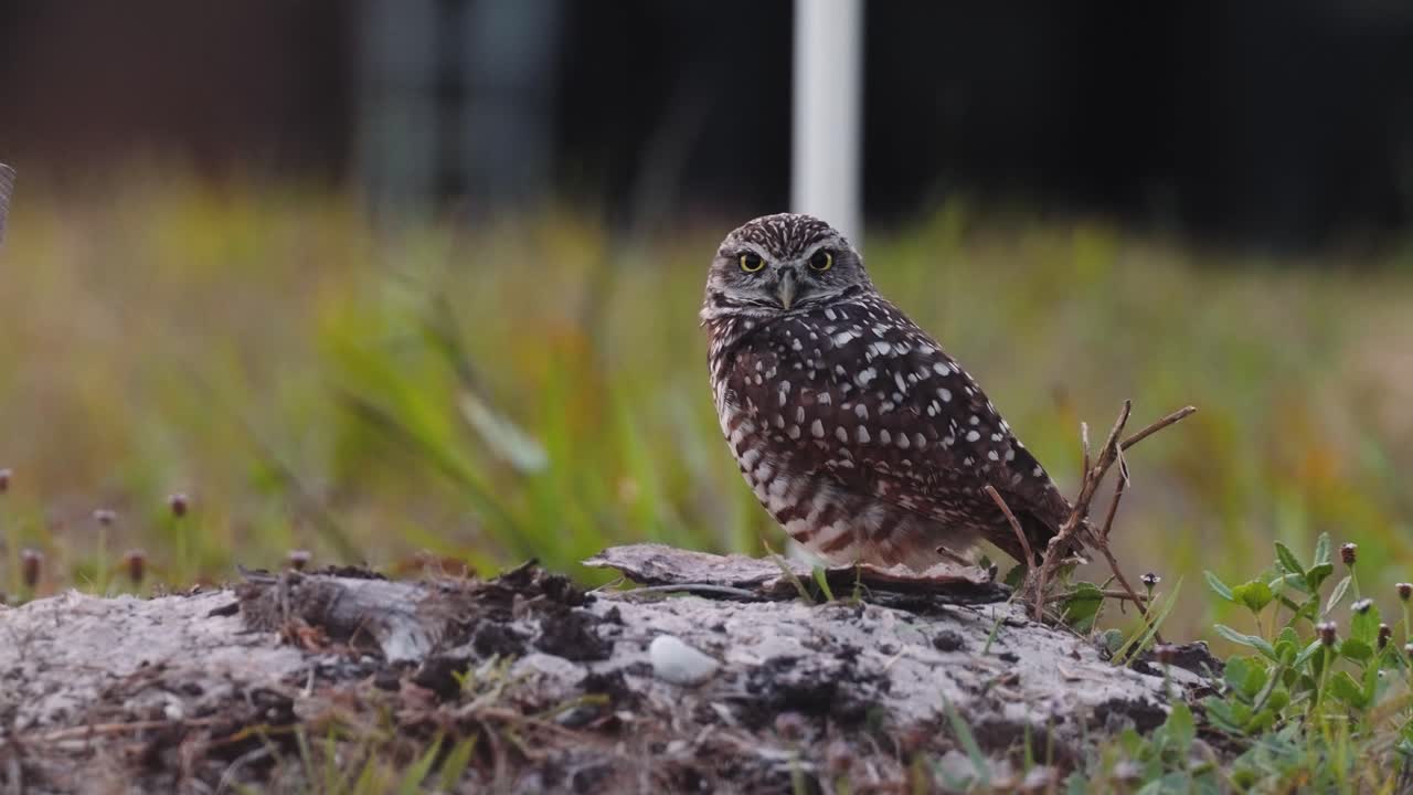 Burrowing Owl blinking and shifting posture while perched on grassy Florida terrain in slow motion, space for text, shallow depth of field