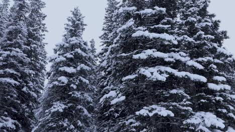 Nevadas-En-El-Bosque,-Caminata-Por-El-Parque-Nacional-Banff,-4k