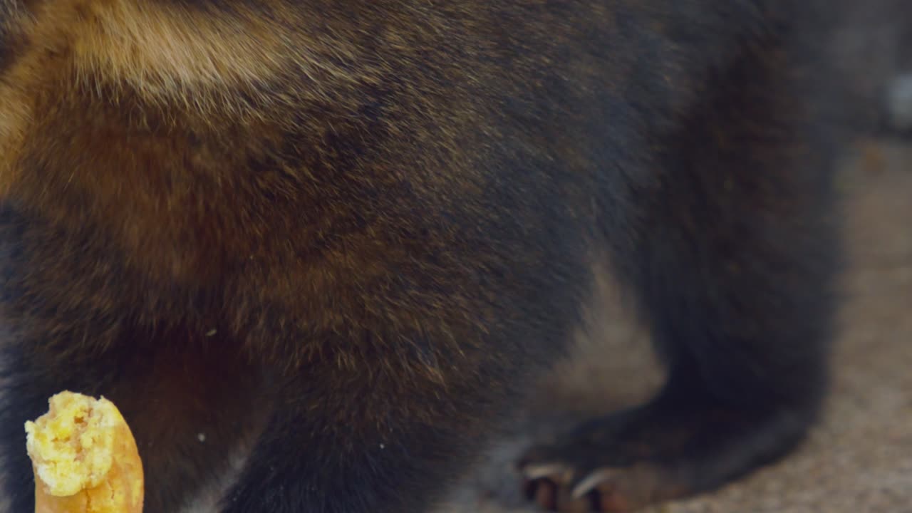 과일 한 조각을 먹고 그룹의 다른 구성원에게 떨어뜨리는 코티의 클로즈업 샷