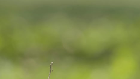 indecisive dragonfly lands on isolated stick and takes off repeatedly