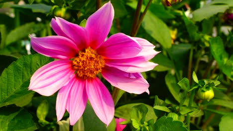 flor en el jardín brillaba al sol