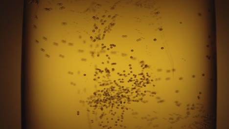 close up of bubbles in a glass of champagne or sparkling wine