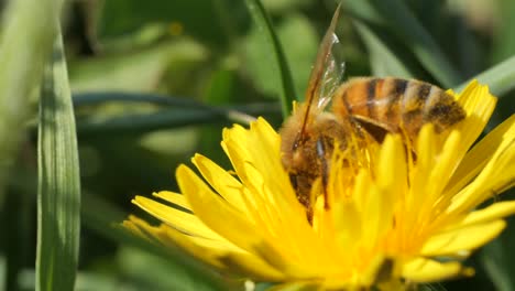 macro footage of bee collecting nectar from yellow dandelion,static