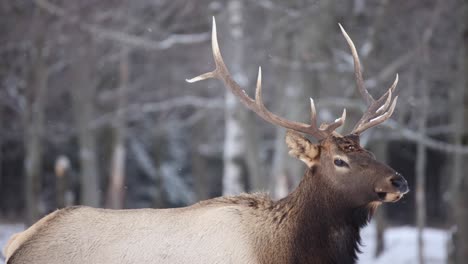 wapiti mâle marchant en hiver avec de la neige tombant au ralenti