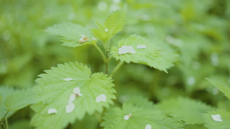 nettle leaves with white spots