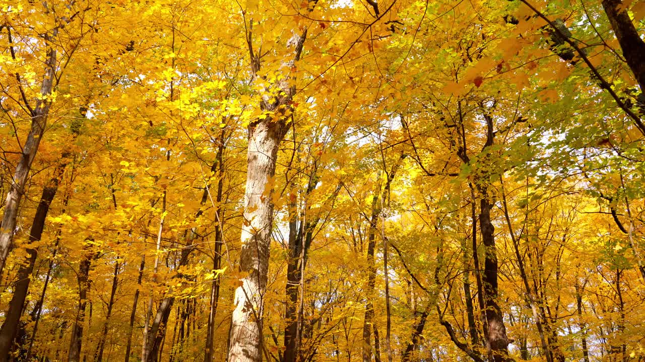 Vibrant autumn forest with colorful leaves at peak fall season