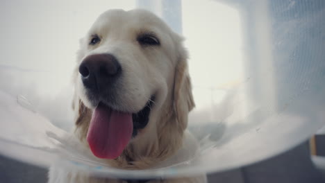 golden retriever with a plastic cone collar, looking content, in a bright space