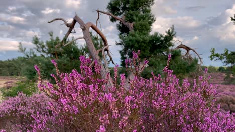 A bush of blooming heather swaying in the wind against the backdrop of a meadow, a forest in the distance and a cloudy sky