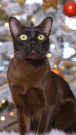 Dark kitty posing with christmas tree. Portrait of funny cute cat celebration new year. Vertical video