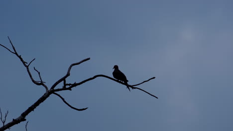 silhouette of small bird perched on a leafless branch