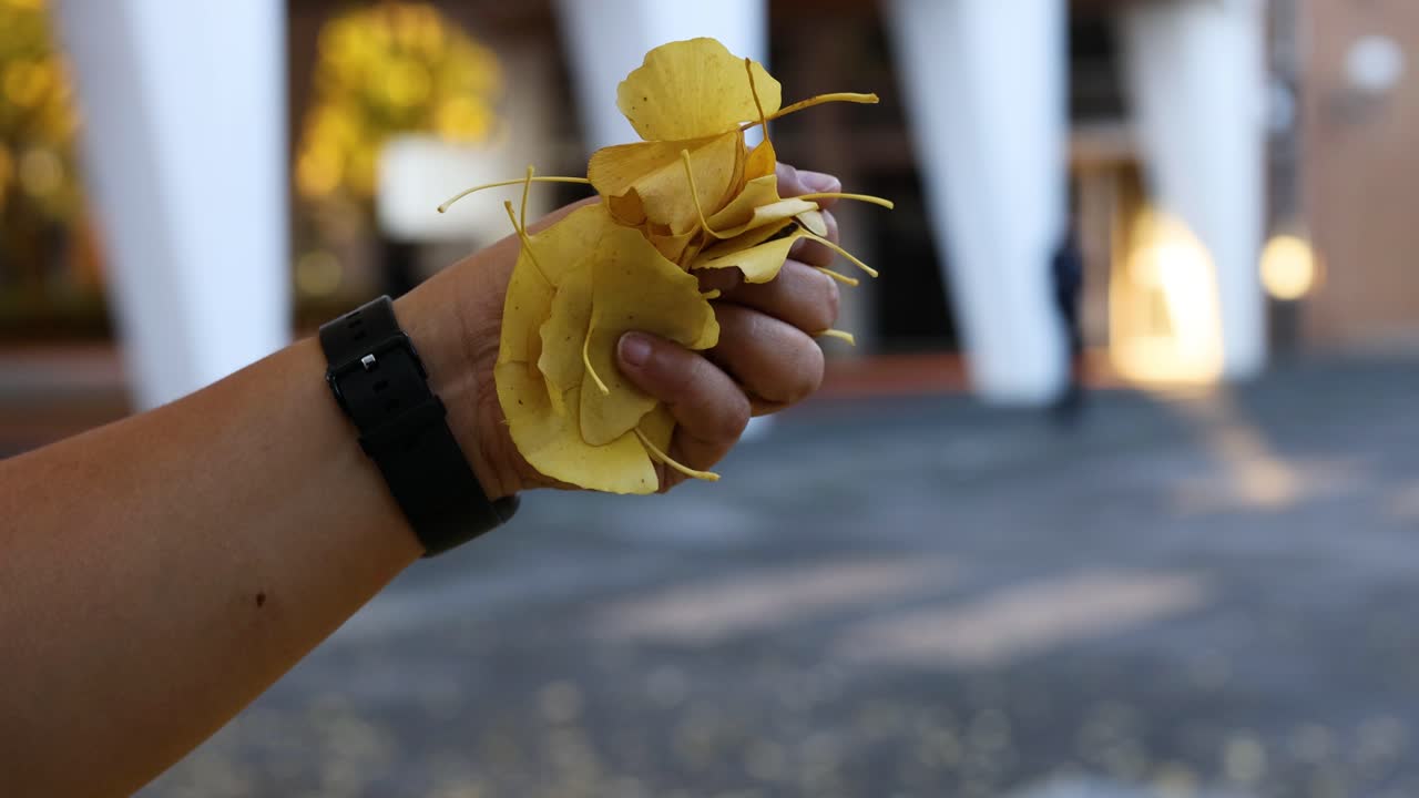Mão soltando folhas de ginkgo amarelas ao ar livre