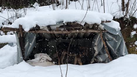 stray dog stay in wooden shelter in winter rural countryside in iran outdoor nature landscape of mammal wildlife scenic lonely portrait of animal in snow park village people kindness life background
