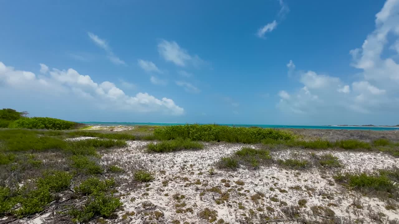 primer plano tronco de un árbol de palmeras en la playa de arena blanca cayo de agua, concepto de textura