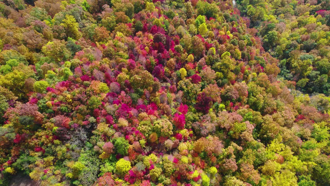 drone aérea de arriba hacia abajo disparo de las hojas de otoño de otoño de un gran bosque a medida que se vuelven naranja, rojo y amarillo