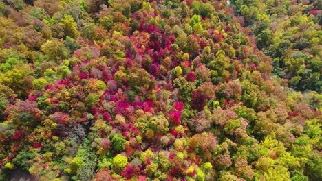 drone aerial top down shot of fall autumn leaves from a large forest as they turn orange, red and yellow