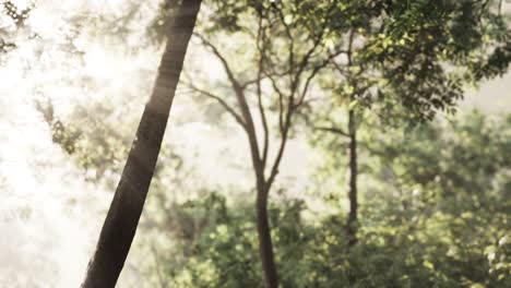 Foggy-forest-in-early-morning