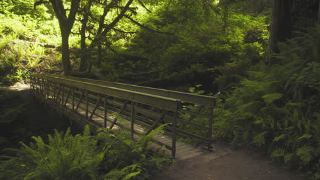 a wide shot of a small bridge in the california redwoods