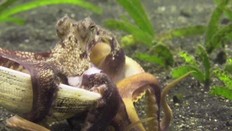 coconut octopus carrying two mollusk shells using its tentacles, view from behind, closeup shot