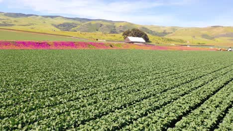 Antena-Sobre-Campos-De-Lechuga-Y-Pintoresca-Granja-Cerca-De-Santa-María,-Santa-Bárbara,-California-2