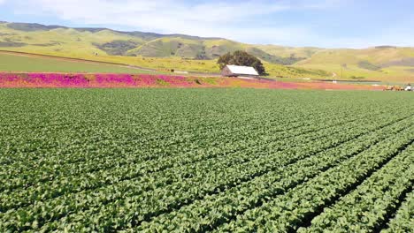 antena sobre campos de lechuga y pintoresca granja cerca de santa maria santa barbara california 2