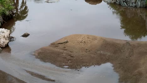 wide shot of lonely baby crocodile in river sandbank in serengeti national park