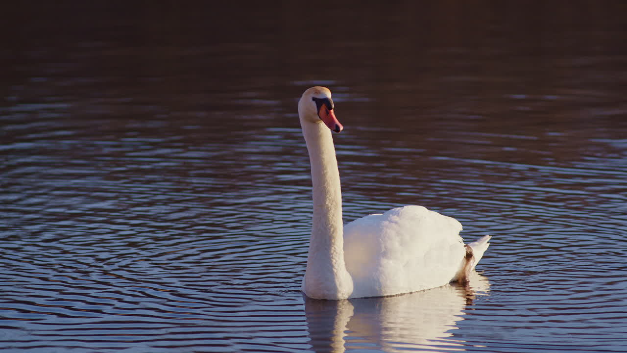 Super slow-mo capture of swan romance at the break of dawn.