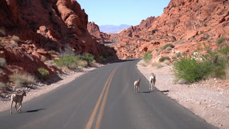 Dickhornschaf-Lämmer-Auf-Der-Straße-Im-Valley-Of-Fire-State-Park,-Nevada,-USA