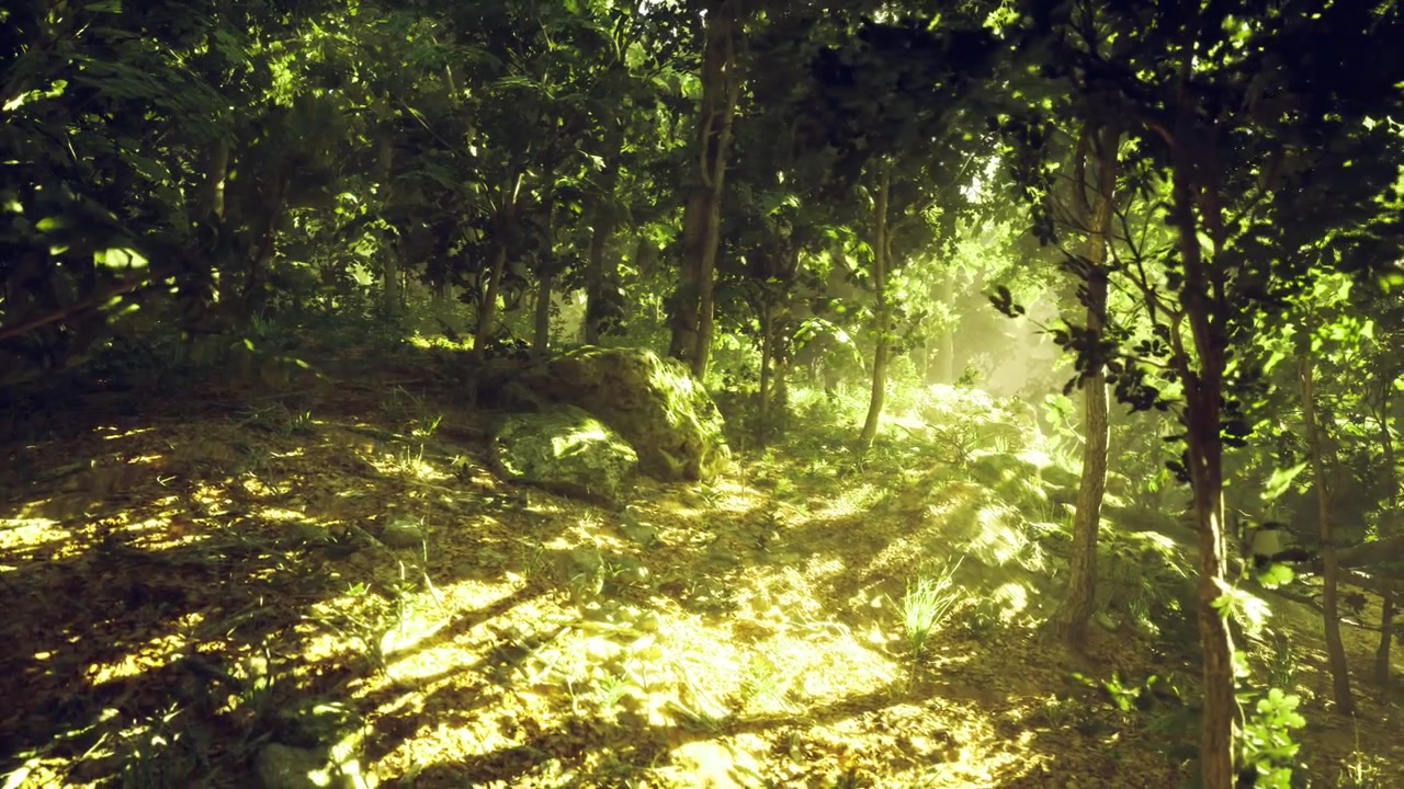 Sottobosco illuminato dal sole con ombre, bosco ombreggiato con muschio e raggi di sole.