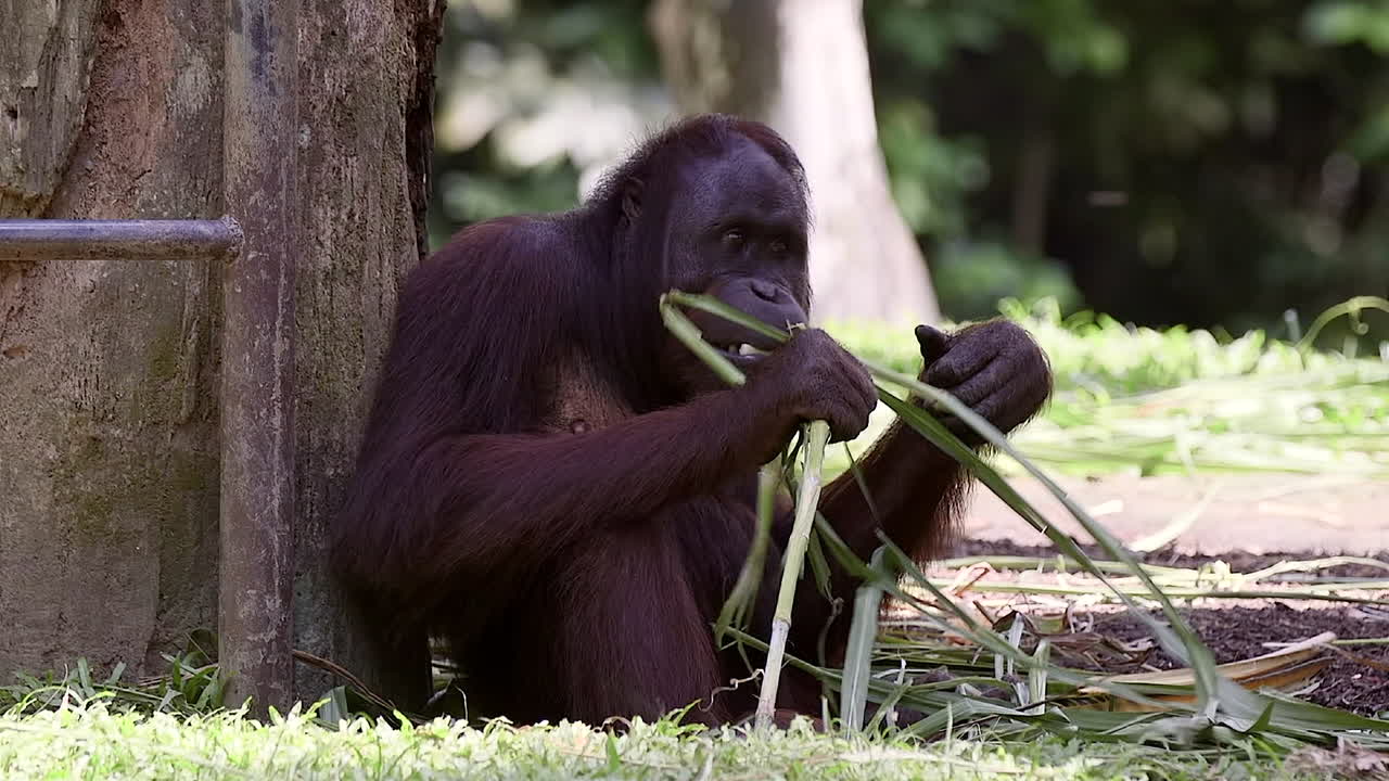 orangután adulto alimentándose de hojas en el suelo