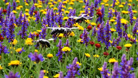 colorful wildflower meadow with busy bees