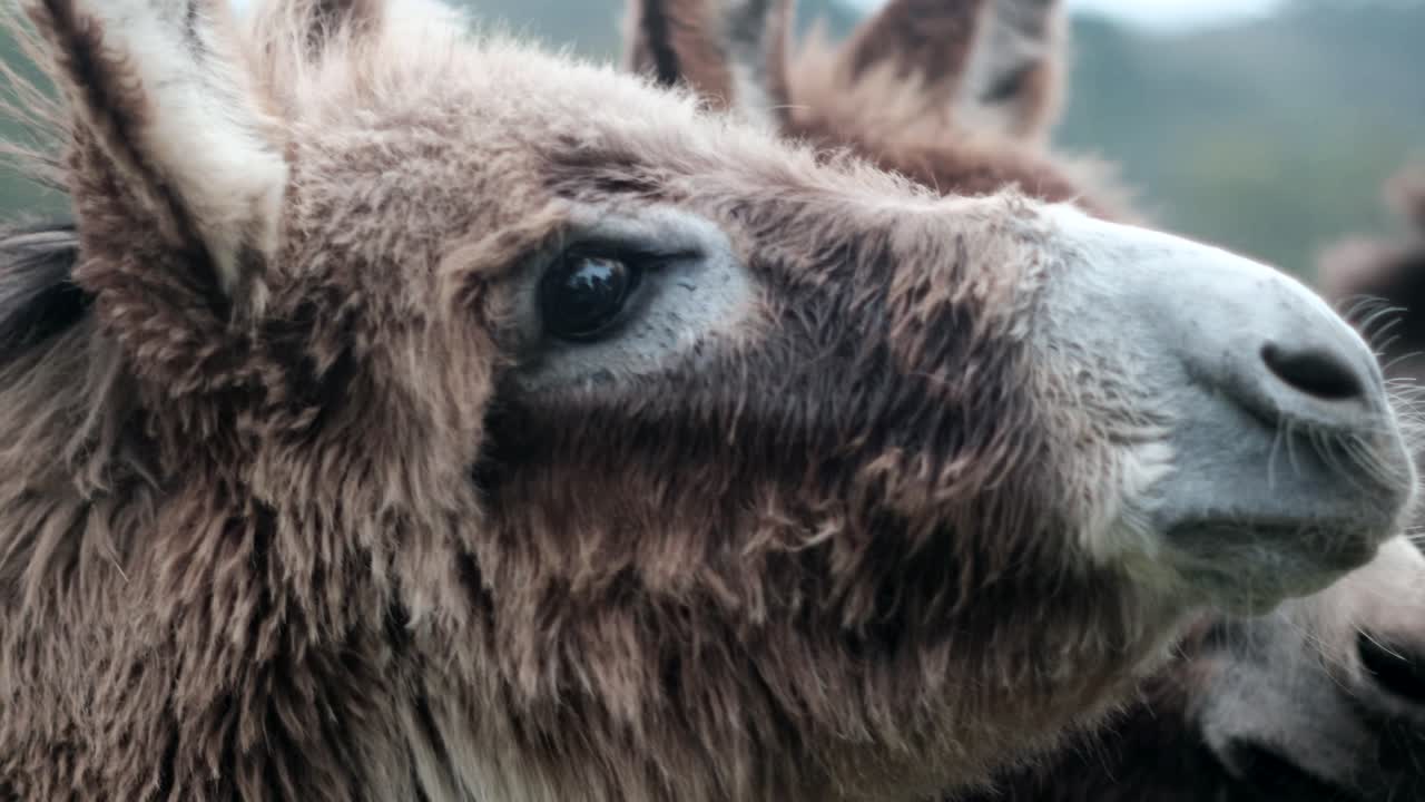 Nature's Harmony: Woman Caring and Feeding Donkeys in Countryside - Bonding with Animals"