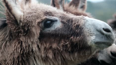 nature's harmony: woman caring and feeding donkeys in countryside - bonding with animals"