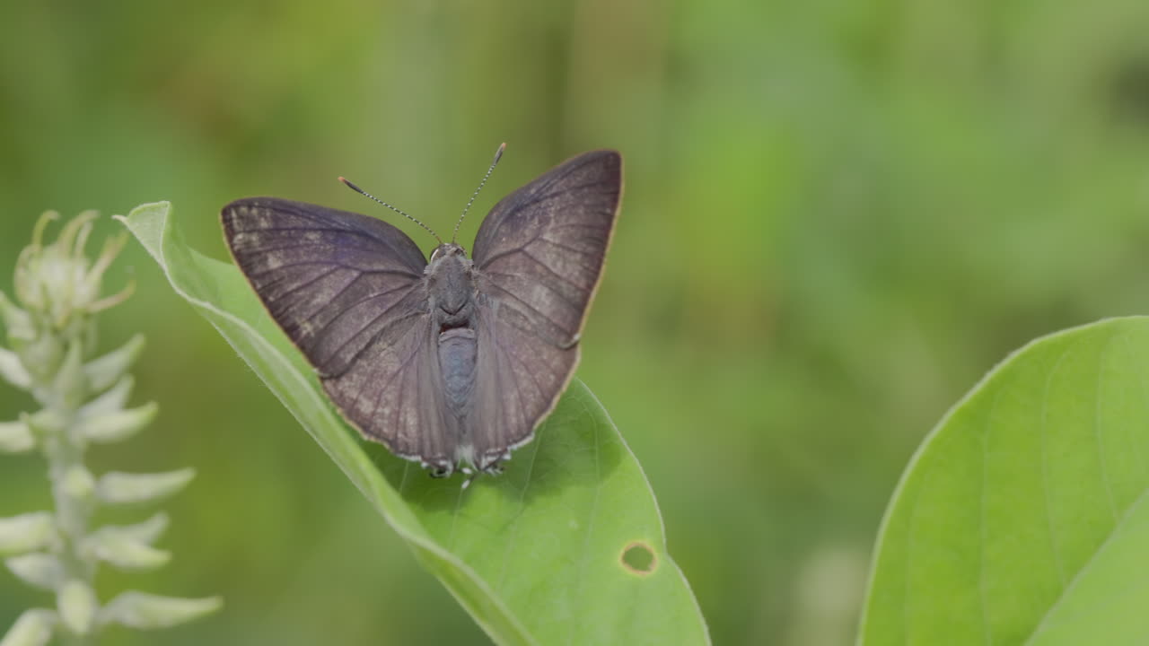 Basking Blue Flash butterfly displays its brilliant blue wings on a damp monsoon morning. Flapping wings