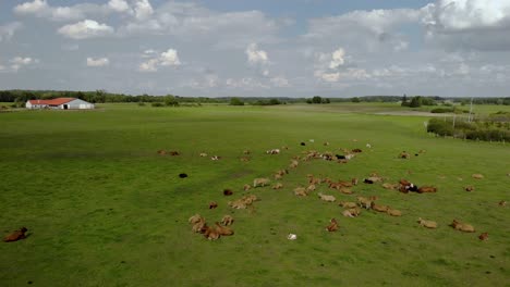 aerial footage over field where are cows, farmed animals on green pastures, beautiful summer scenery in a natural setting, eastern poland shot by drone