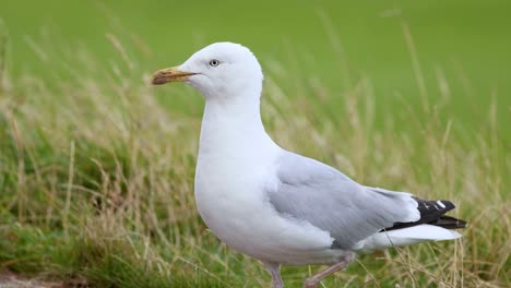 gaviota de pie y caminando por el césped