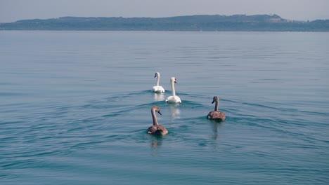 Eine-Familie-Höckerschwäne-Mit-Zwei-Schwanenschwimmen-Schwimmt-An-Einem-Sonnigen-Sommertag-Auf-Dem-Wunderschönen-Offenen-Neuenburgersee,-Im-Hintergrund-Einige-Hügel,-Weit-Weg-Von-Der-Küste