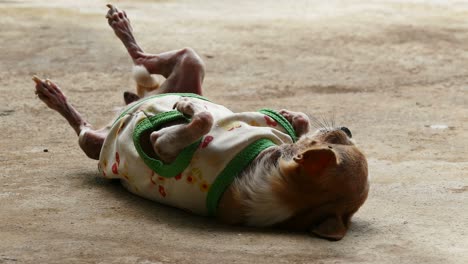 chihuahua resting on concrete floor