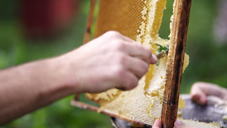 cutting golden natural honeycomb from a beehive frame into pieces-slices using a knife, place them on the metal tray, blurred background