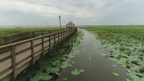 Aerial-of-mangrove-with-lily-pads