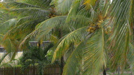 jardín con palmeras de coco