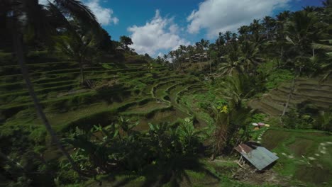 Flying-through-the-magical-rice-terraces-of-Bali-on-a-sunny-day,-Tegallalang