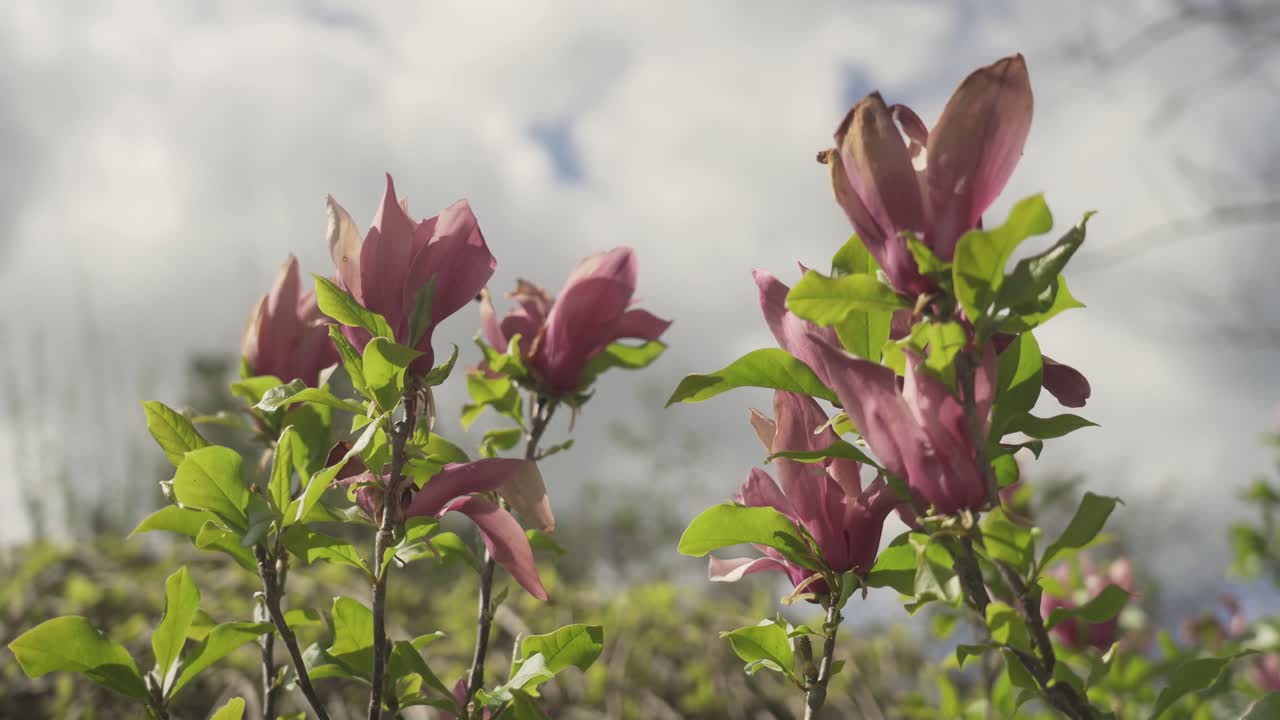 flores en un dia ventoso