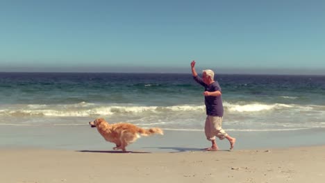 cheerful senior man playing with dog