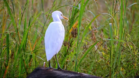 egret standing on top of an african buffalo's back