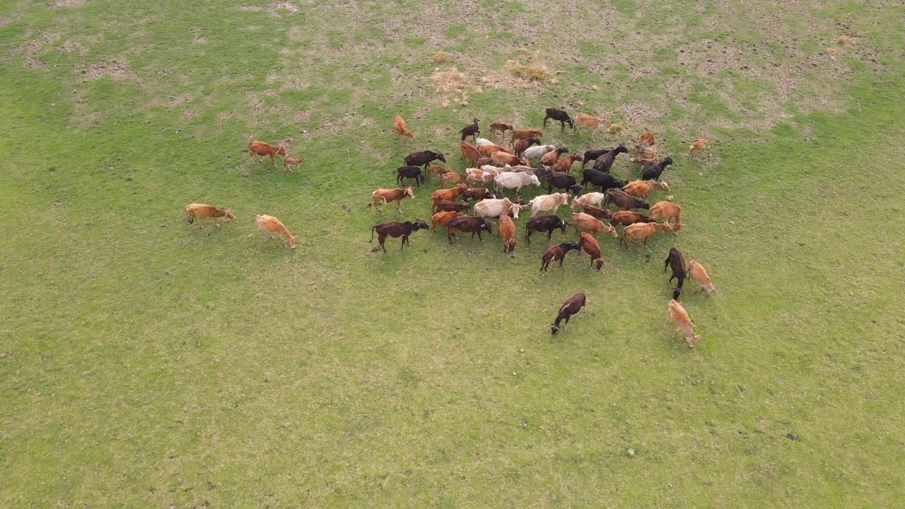 A small herd of Asian cows grazes on a lush green meadow, captured in ...