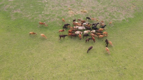 a small herd of asian cows grazes on a lush green meadow, captured in beautiful aerial footage showcasing agriculture and rural life