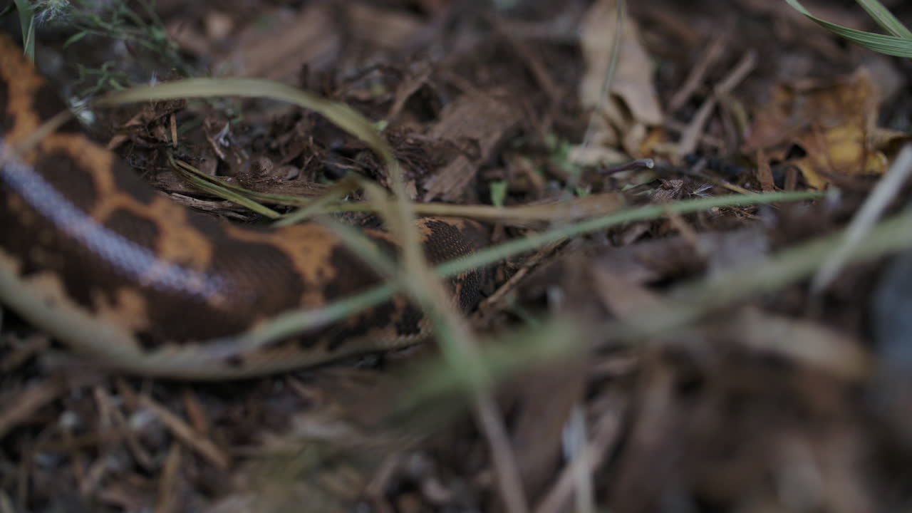 boa de arena de kenia excavando en el suelo del bosque