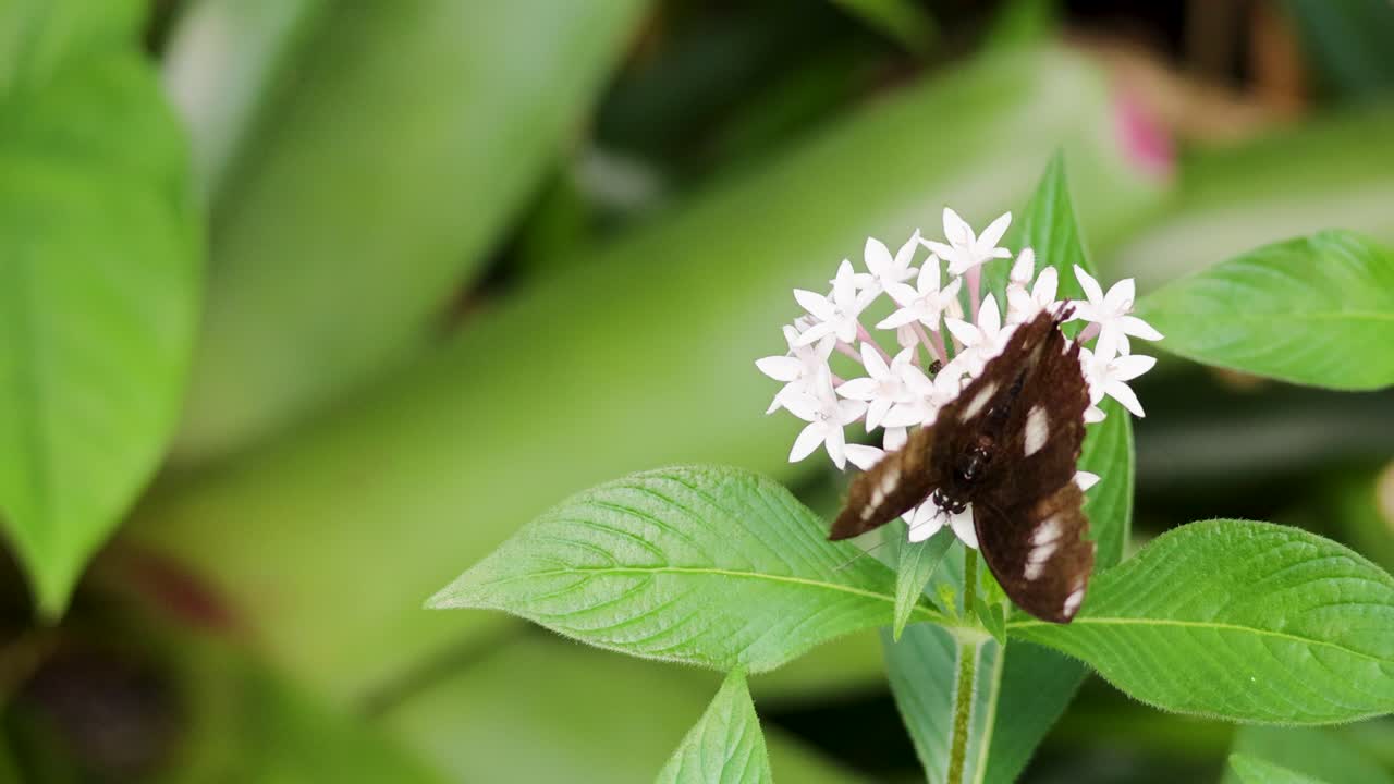 A butterfly with brown wings and white spots rests on a white flower amidst lush green foliage in a tropical setting