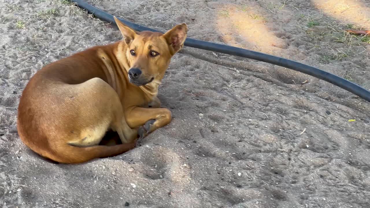 un perro descansando pacíficamente en una playa de arena