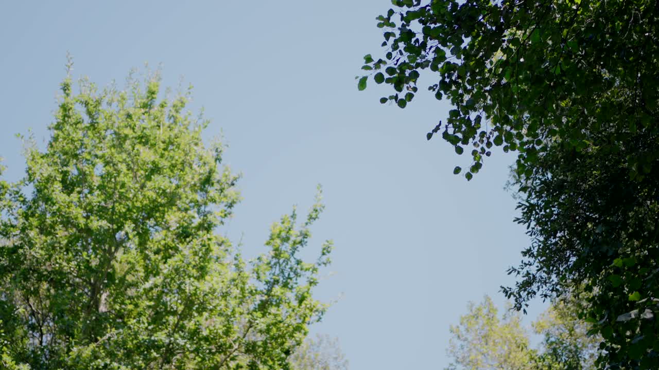 푸른 나무들이 은 파란 하늘을 향해 어 있고, 빛은 잎을 통해 필터링됩니다.